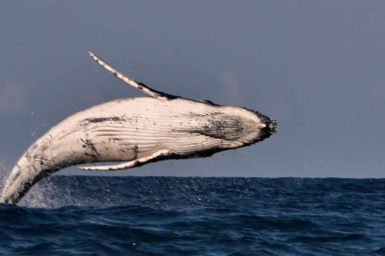 Noosa : Observation des baleines à bosseNoosa: visite d&#039;observation des baleines à bosse
