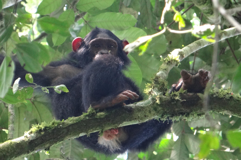 Uganda: Safari de lua de mel de 17 dias com passeio de gorila