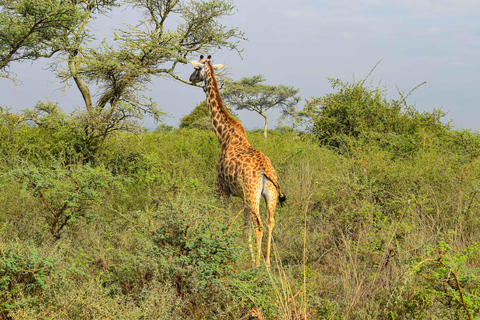 Vanuit Nairobi: 3 dagen, 2 nachten Maasai Mara-groepssafari met terreinwagen