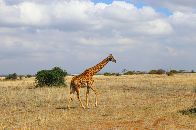 Nairobi National Park: Half-Day TripNairobi National Park: Half-Day Trip in a 4X4