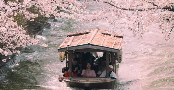 From Kyoto/Osaka：Kyoto Spring Cherry Blossom Day Tour
