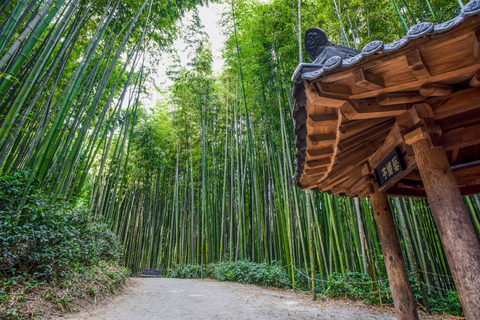 Busan: Damyang Juknokwon Bamboo Forest & Metasequoia Road Damyang Autumn Group Tour, Meet at Busan Subway Station
