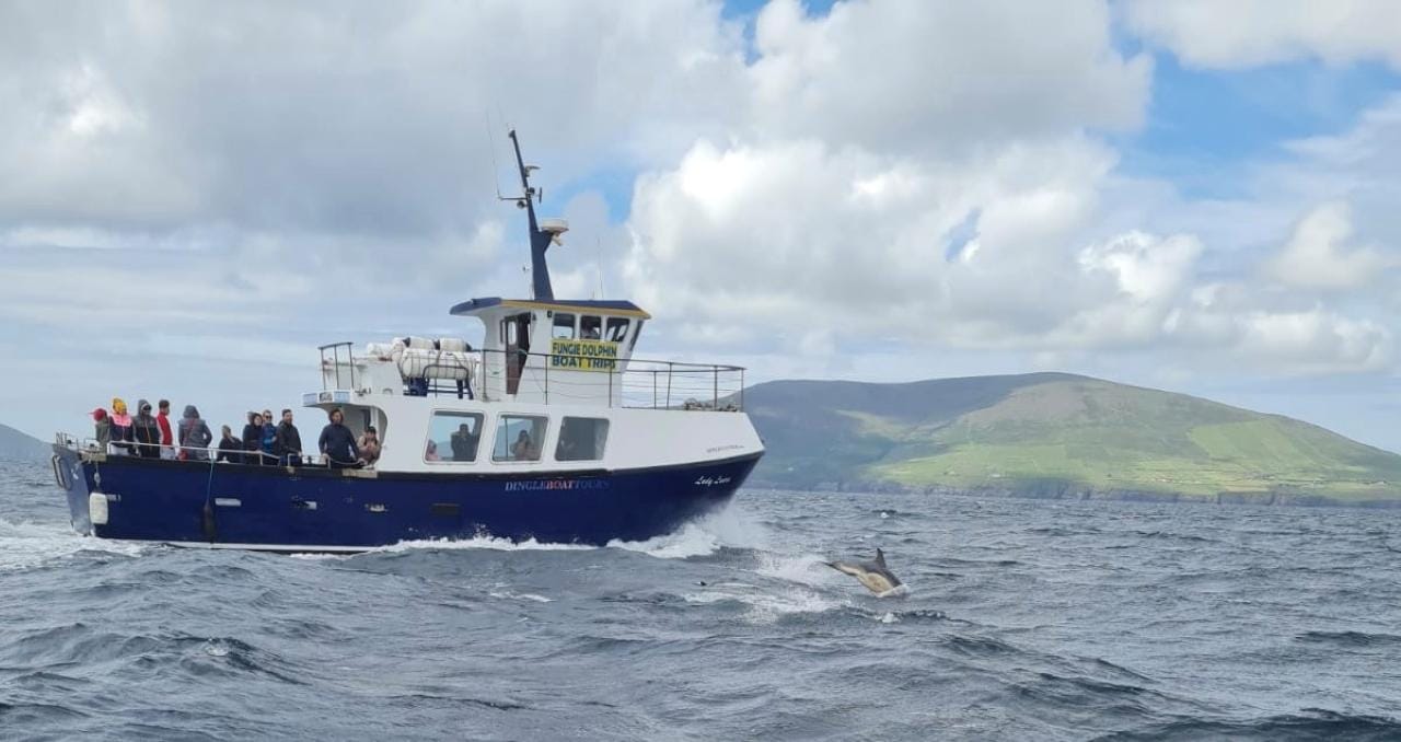 Dingle: Delfin-Ökotour