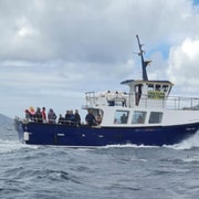 Dingle: Dolphin Discovery Eco Tour