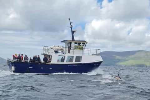 Dingle: Dolphin Discovery Eco Tour - Image 3