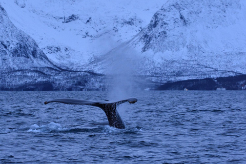 Tromsø: Orca and Whale Watching Heated Boat Trip Tromsø: Orca and Whale Watching comfort heated boat Trip