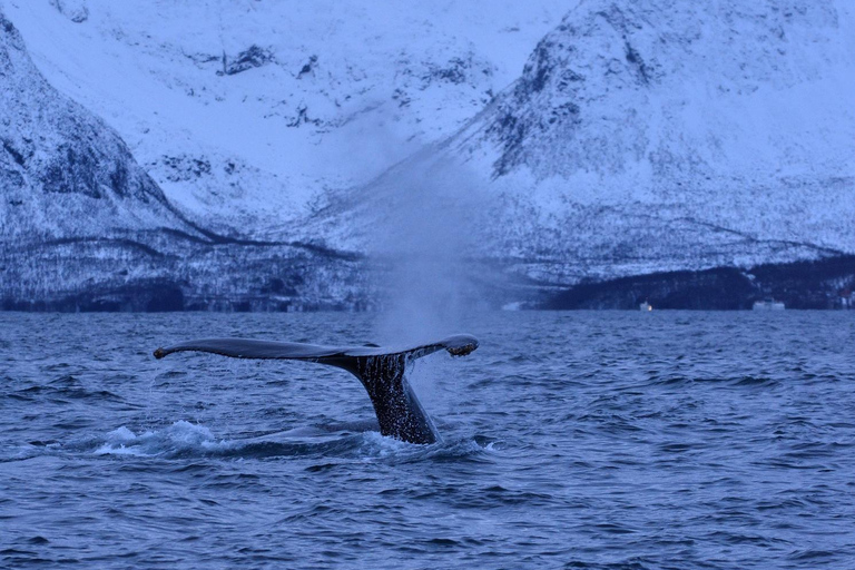 Tromsø: Orca and Whale Watching Heated Boat Trip Tromsø: Orca and Whale Watching comfort heated boat Trip