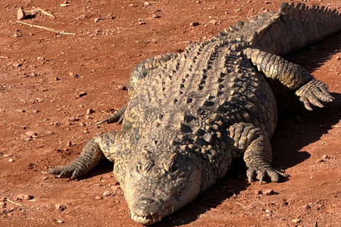 Agadir: Goats on Trees & Crocoparc Tour Goats on Trees & Crocoparc – Entry Ticket Included