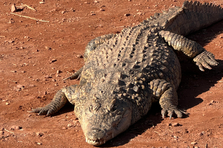 Agadir: Goats on Trees & Crocoparc Tour Goats on Trees & Crocoparc – Entry Ticket Included