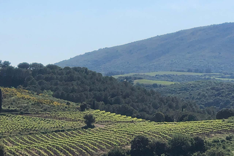 Béziers : Découvrez les vignobles de Faugères avec un pique-nique