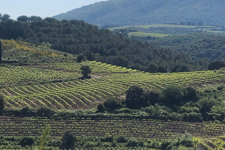 Béziers : Découvrez les vignobles de Faugères avec un pique-nique