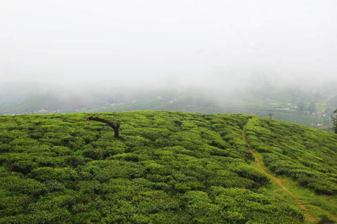 Kandy: Nuwara Eliya and Ambewela Train Station Tour