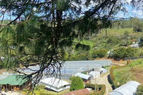 Medellín: A Nature Journey Into Medicinal Cannabis Option 1: Basic Educational Cannabis Tourism Experience