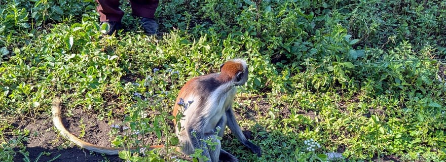 Zanzibar : forêt tropicale de Jozani et grotte de Salaam, nage avec les tortues