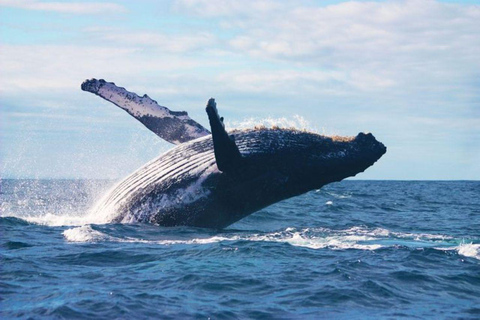 Mirissa Whale Watching, Turtle Snorkeling &Coconut Hill Tour Private Tour from Colombo, Negombo or Mount Lavinia