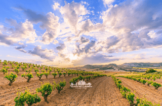 Madrid: Luxus-Sieger und Ribera del Duero Tour