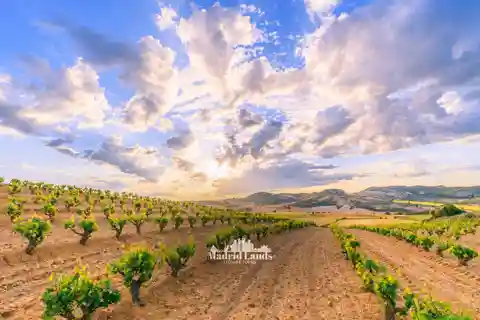 Madrid: Luxury Winner and Ribera del Duero Tour