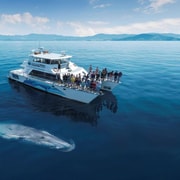 Auckland: Whale and Dolphin Watching Half-Day Eco Cruise Auckland: Whale and Dolphin Watching Half-Day Eco Cruise