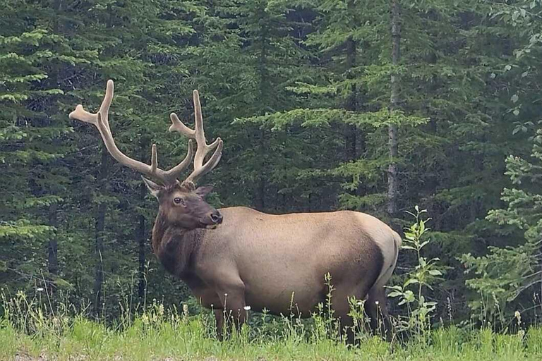 Banff: Twilight Wildlife-Alpine Lakes: Private Sunset Safari Group of 1-2 persons
