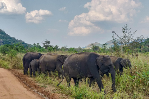 Trincomalee: Minneriya Safari & Sigiriya/Dambulla Transfer