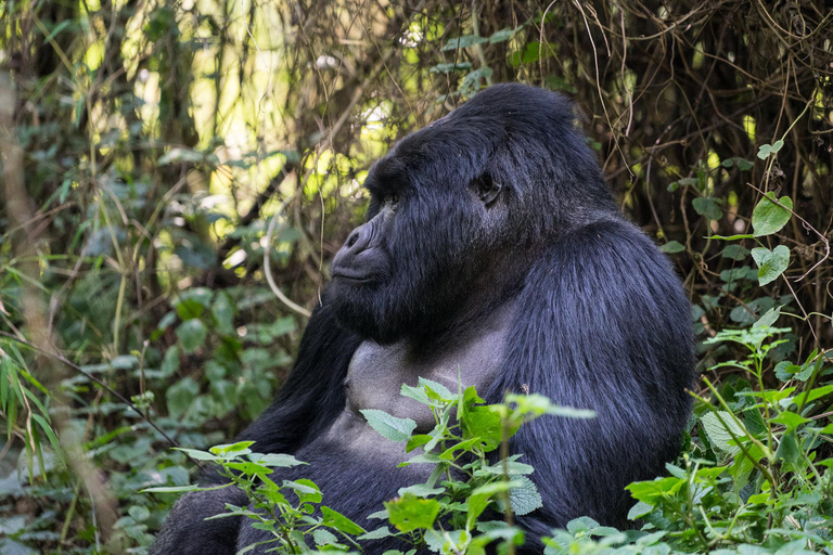 From Kigali: Uganda Mountain Gorilla Trekking Day Trip
