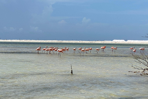 Natuurbelevenis Rio Lagartos en Las Coloradas.