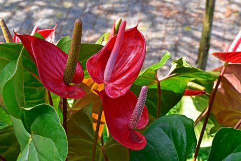 São Paulo Botanical Garden Private Guided Tour & Transport 3-hour: Botanical Garden Tour & Transport