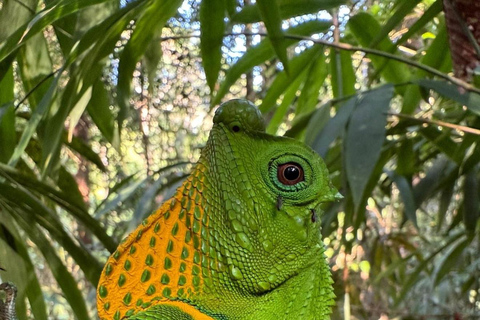 4 Hour Sinharaja Rainforest Tour