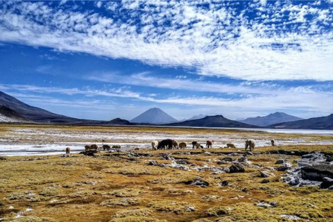 Arequipa: Excursión de día completo a la Laguna de Salinas Arequipa