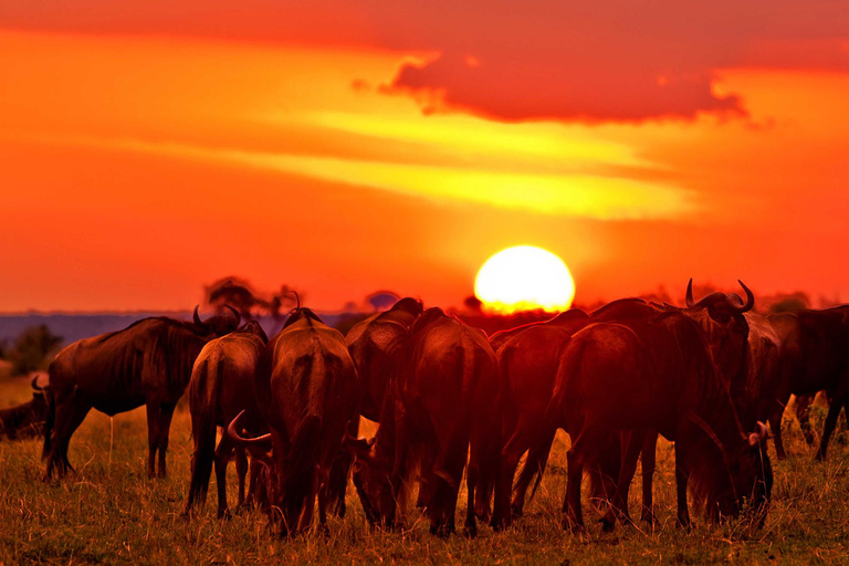 4 Tage Selous, Tarangire und Serengeti Wildtier-Safari.