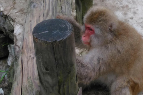 Nagano: Snow Monkeys, Obuse, & Hot Spring Foot Bath Tour