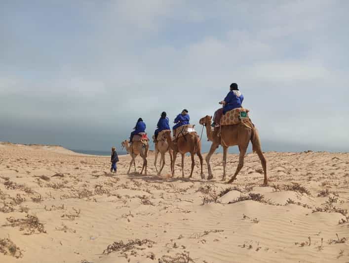 Dakhla : balade à dos de chameau - dromadaire