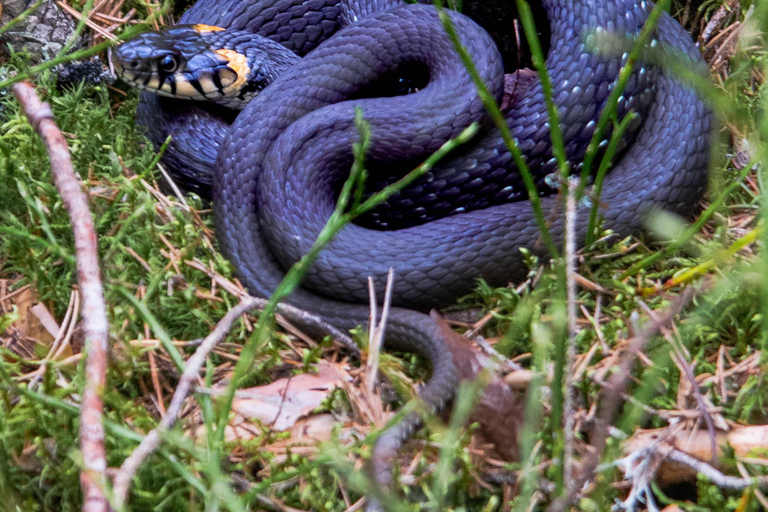 Escursione nel parco nazionale di Nuuksio da Helsinki