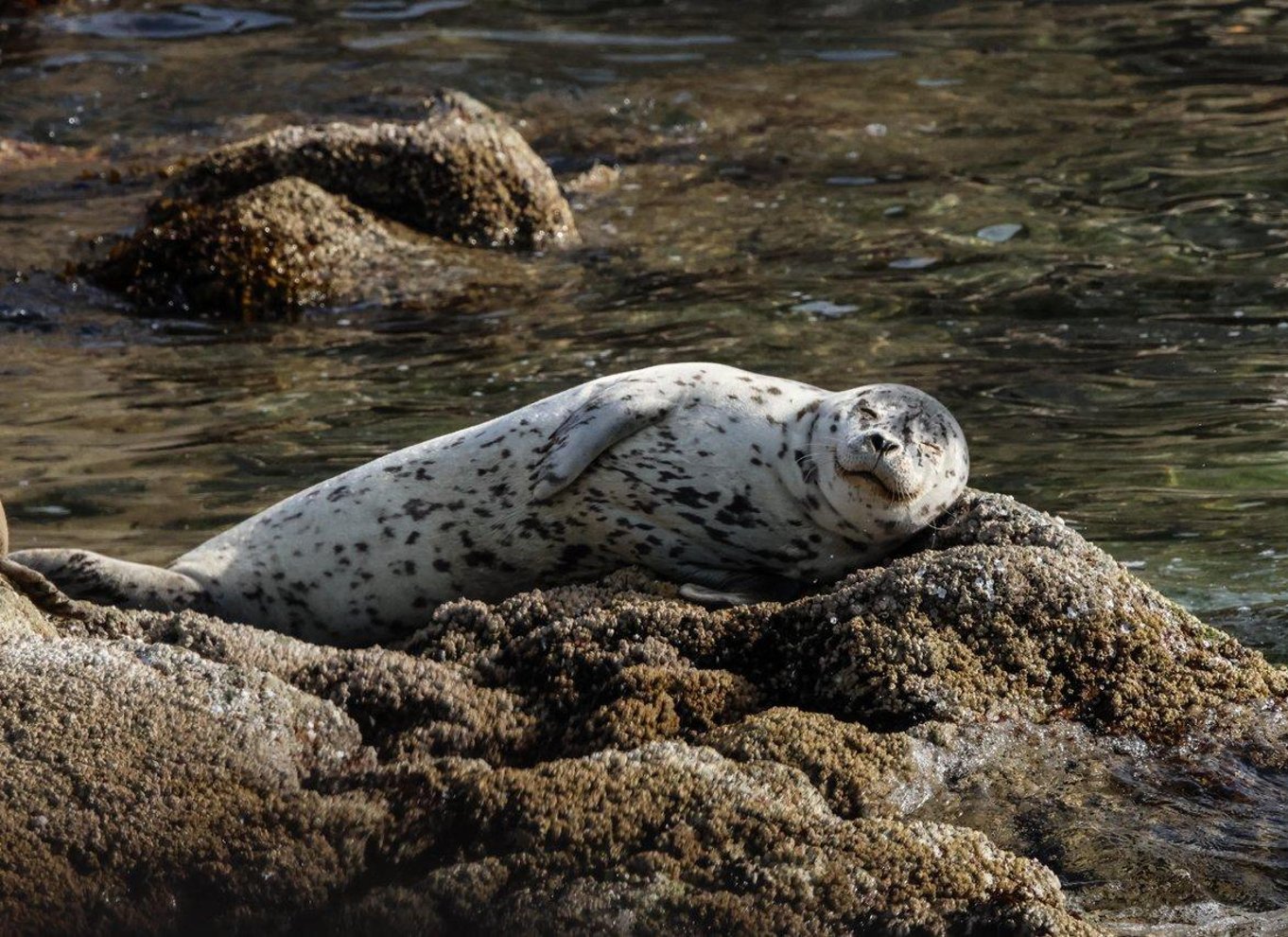 Fra Vancouver: Hval- og dyrelivssafari med gratis fotos