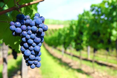 4 dias essenciais em Mendoza - Cidade, montanhas e vinho!