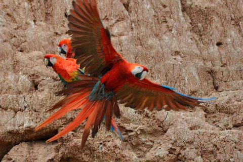 Chuncho Macaw Clay Lick - Journée complète