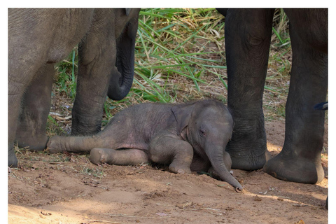 Wild Elephant Safari Tour Minneriya, Kaudulla & Hurulu ECO Start from Dambulla