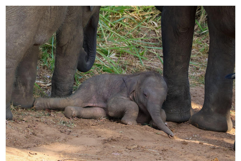 Wild Elephant Safari Tour Minneriya, Kaudulla & Hurulu ECO Start from Dambulla