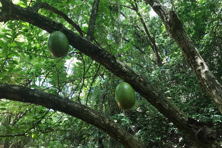 Diepe grotten in Cabarete met rondleiding en zwemmen