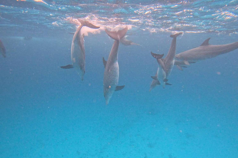 WYCIECZKA MNEMBA DOLPHIN TOUR, AKWARIUM LAGUNA I PLAŻA KENDWA