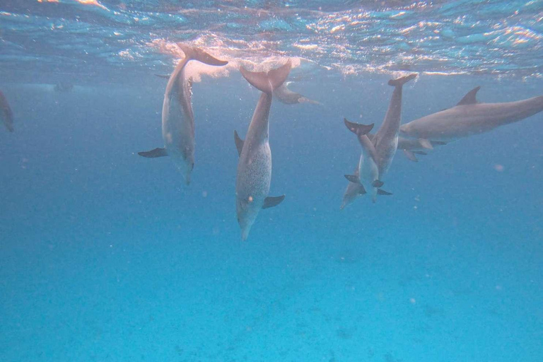 WYCIECZKA MNEMBA DOLPHIN TOUR, AKWARIUM LAGUNA I PLAŻA KENDWA