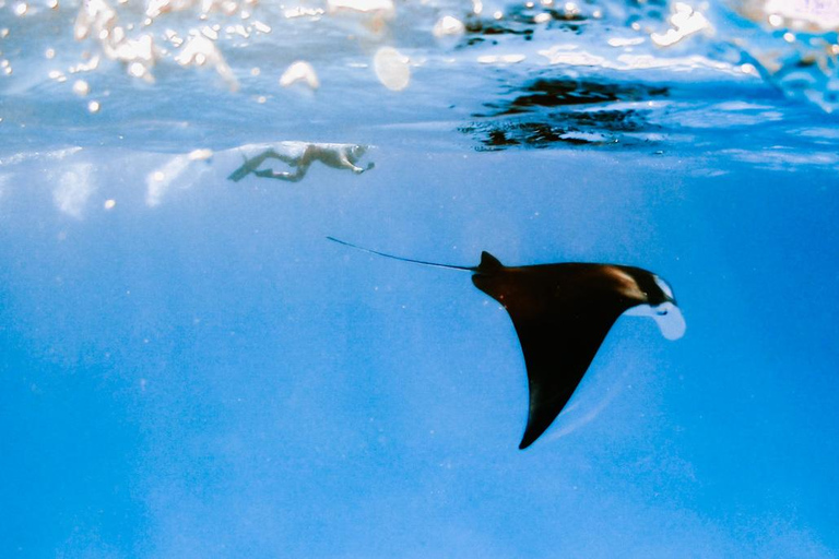 Rasdhoo: Manta Ray Cleaning Station Adventure with Photos