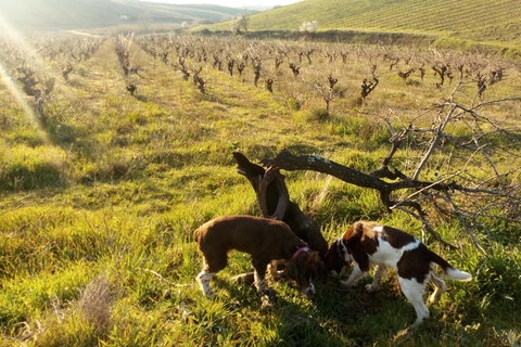 Beziers: Eco Wine Tasting at Sarabande Wines Off-Grid Winery