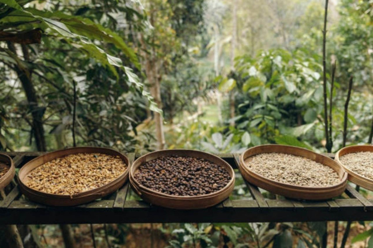 San José: Hacienda La Chimba Coffee Experience Tour