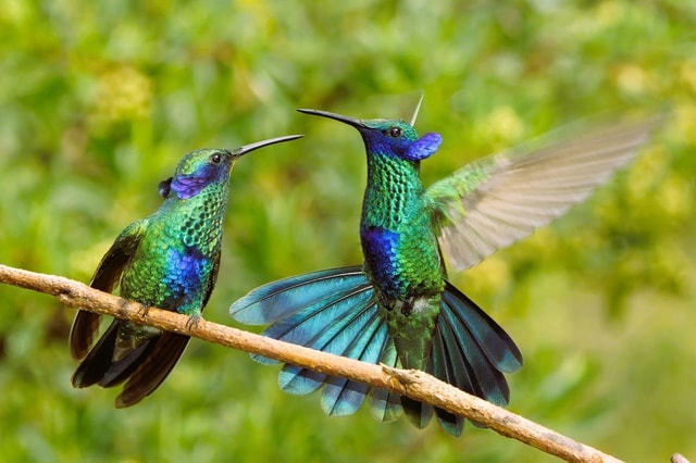 Sightseeing tour and visit to the hummingbird sanctuary in Cusco