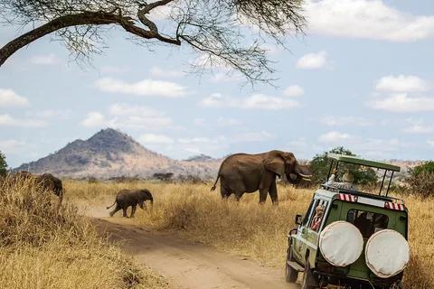 Day Safari to Mikumi from Zanzibar
