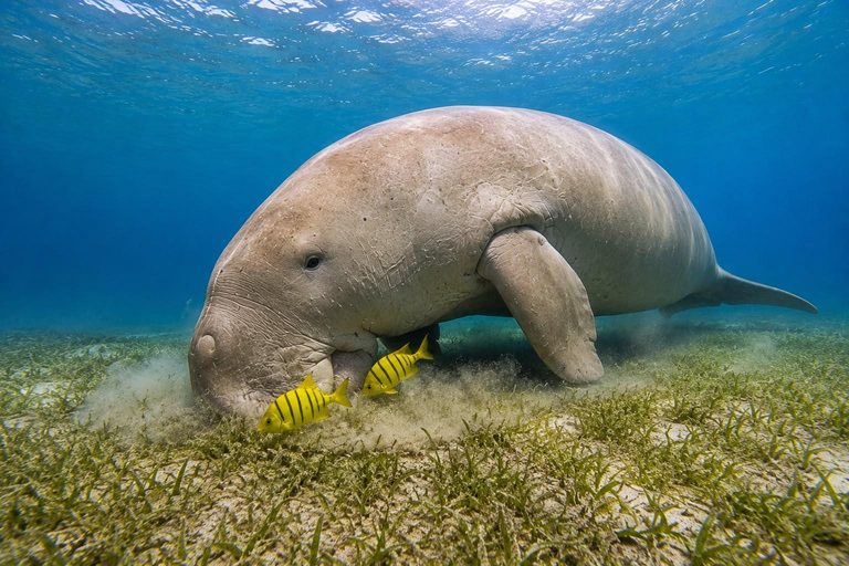 Marsa Alam: Abu Dabbab Beach Full Day Snorkeling Experience Abu Dabbab Beach Half Day Snorkeling Trip