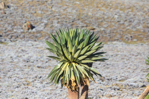 Addis Ababa: 14-Day Adventure and Nature Tour(customizable)