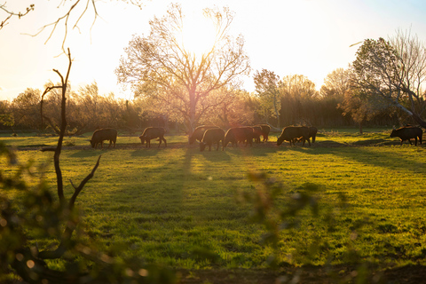 Aigues-Mortes 3H: Discover the secret Camargue in a 4x4 Full-Day