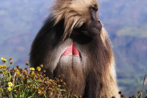Gondar: 3-Day Simien Mountains and Gondar Tour